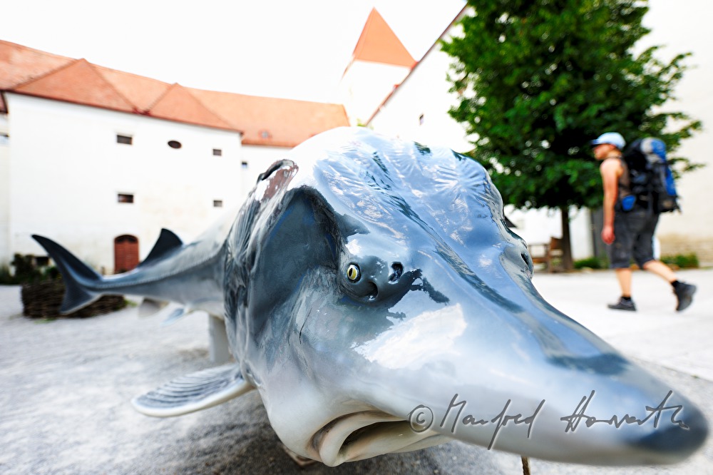 sculpture of a sturgeon in the inner courtyard of Castle Orth