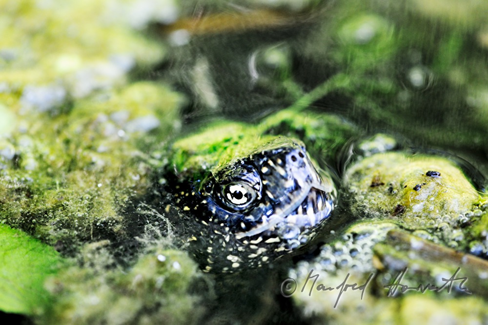 European pond terrapin