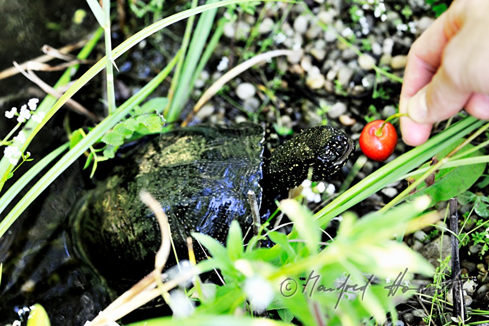 European pond terrapin