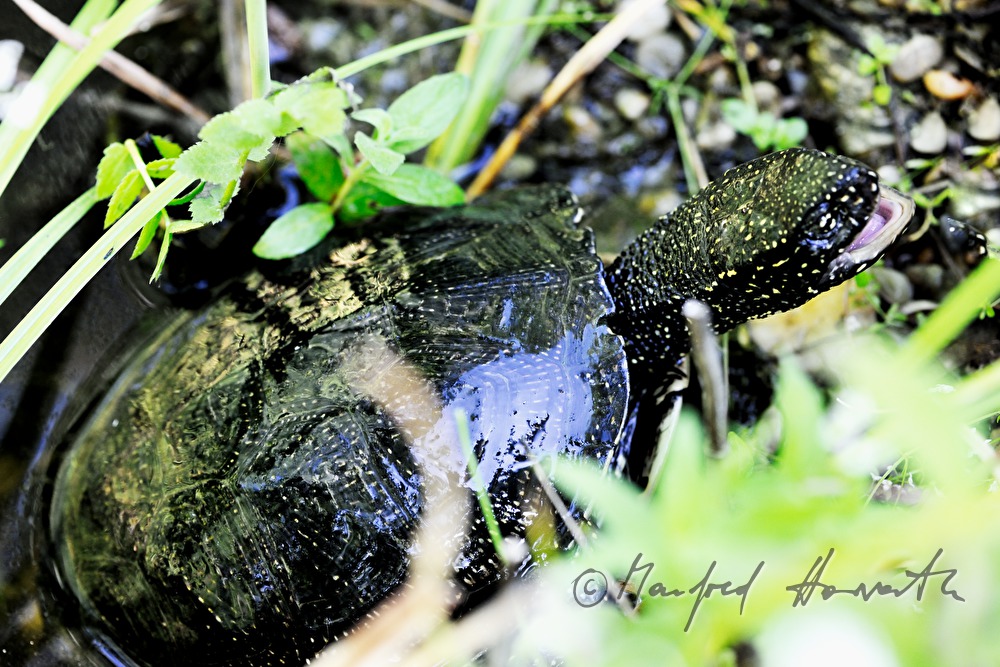 European pond terrapin