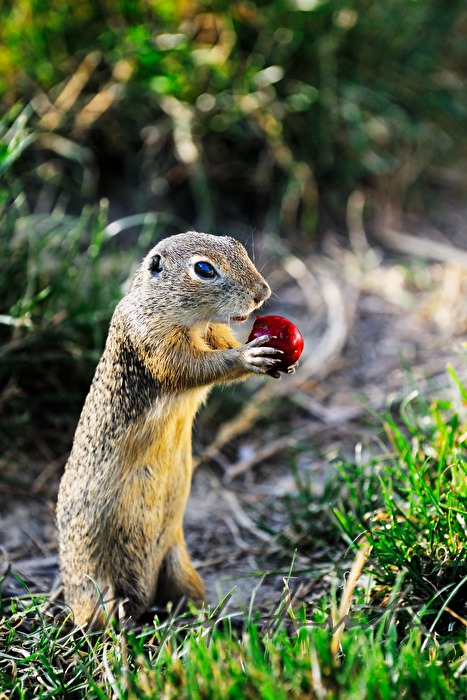 ground squirel in the conservation area Thenau with a cherry