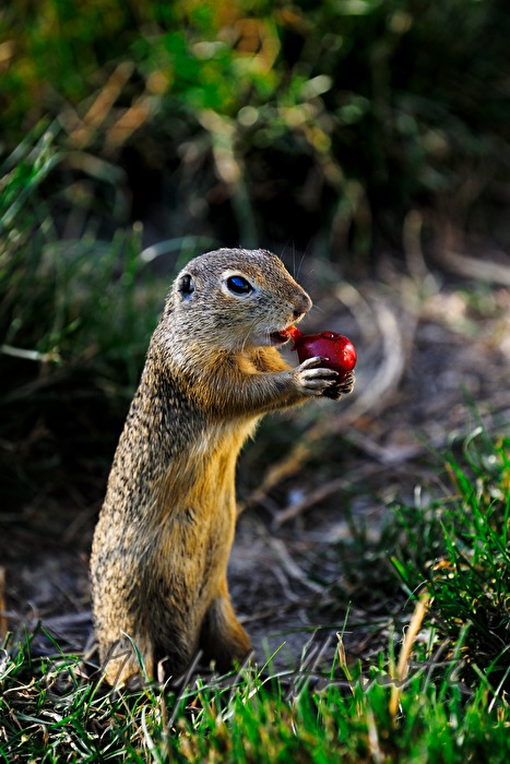 ground squirel in the conservation area Thenau with a cherry