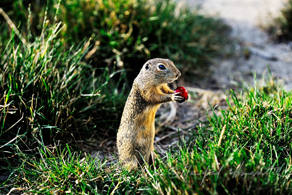 ground squirel in the conservation area Thenau with a cherry