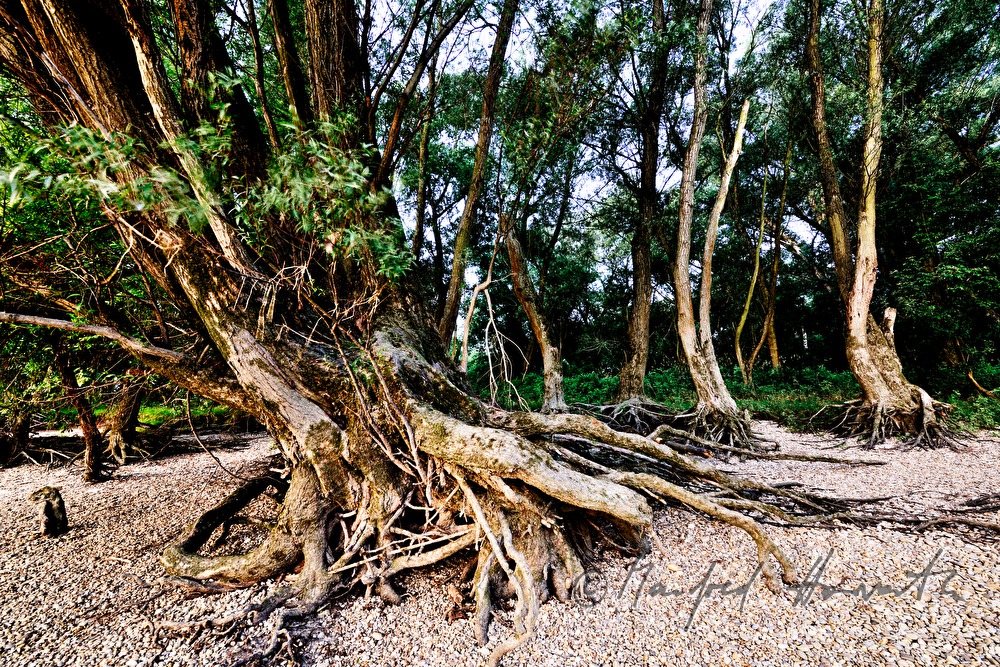 washed out roots of a willow tree