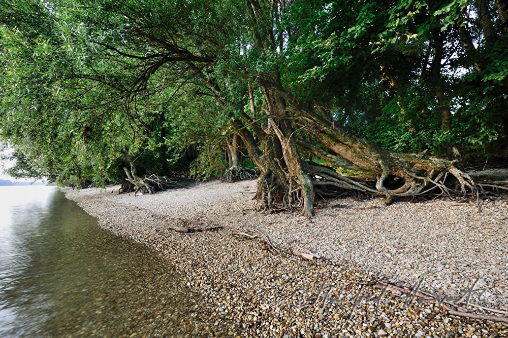 washed out roots of a willow tree