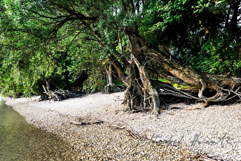 washed out roots of a willow tree