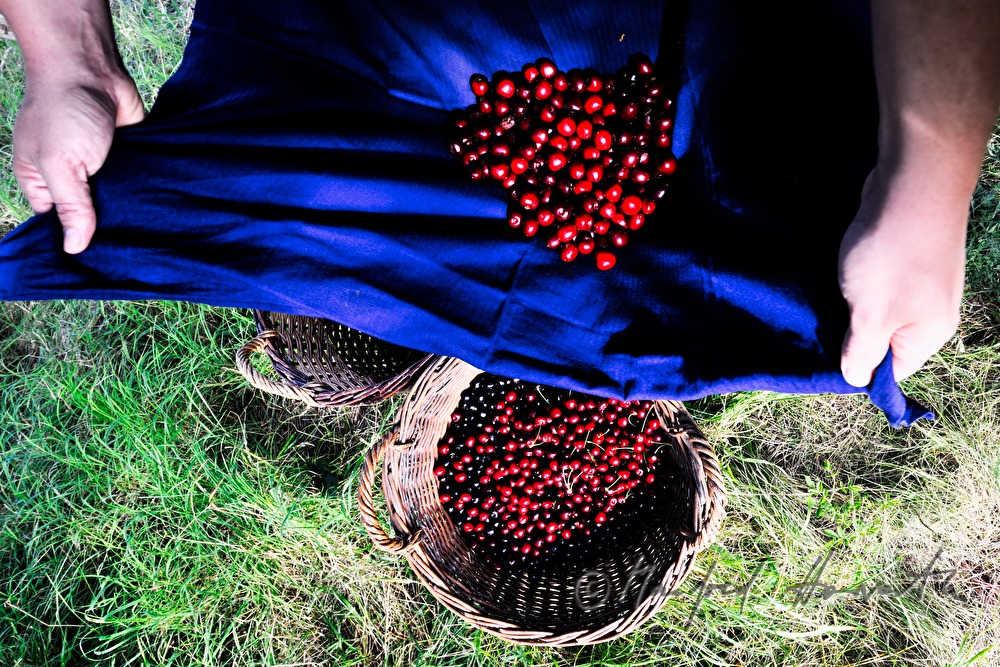 harvesting cherries in the orchard