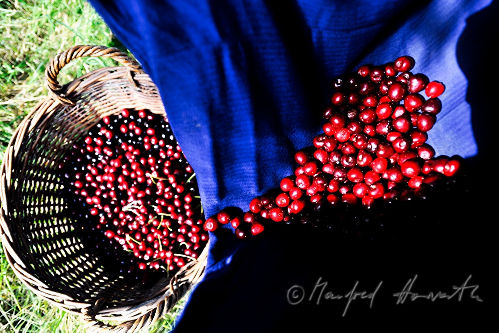 harvesting cherries in the orchard