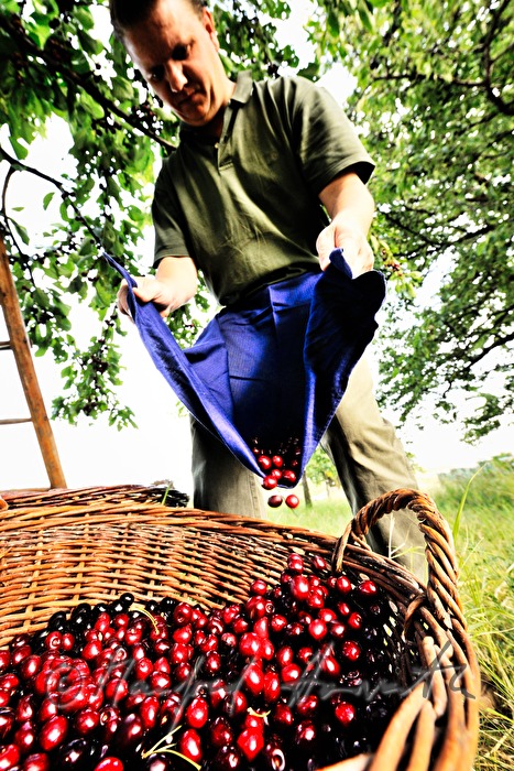 harvesting cherries in the orchard