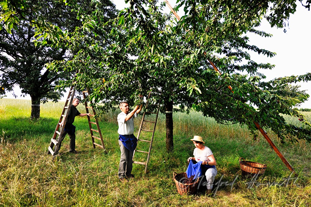 harvesting cherries in the orchard