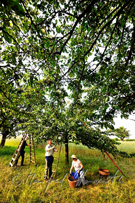 harvesting cherries in the orchard