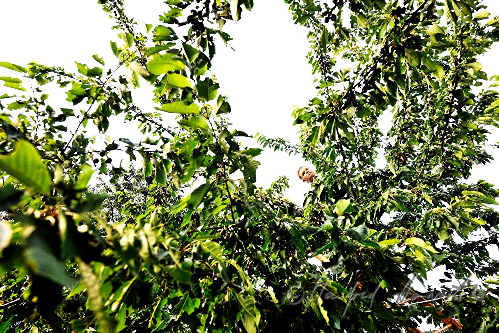 harvesting cherries in the orchard