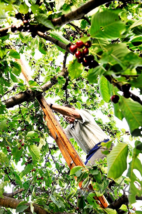 harvesting cherries in the orchard