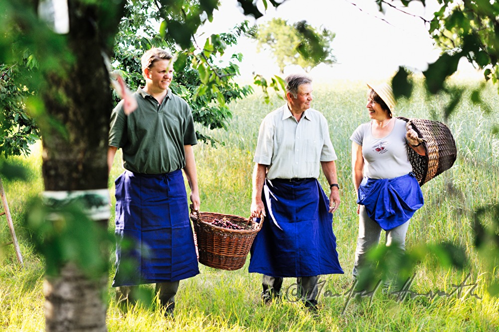 harvesting cherries in the orchard