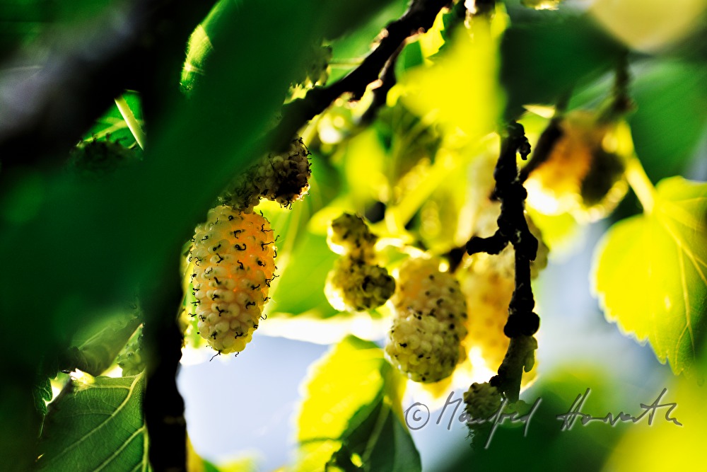 ripe white mulberries on a tree