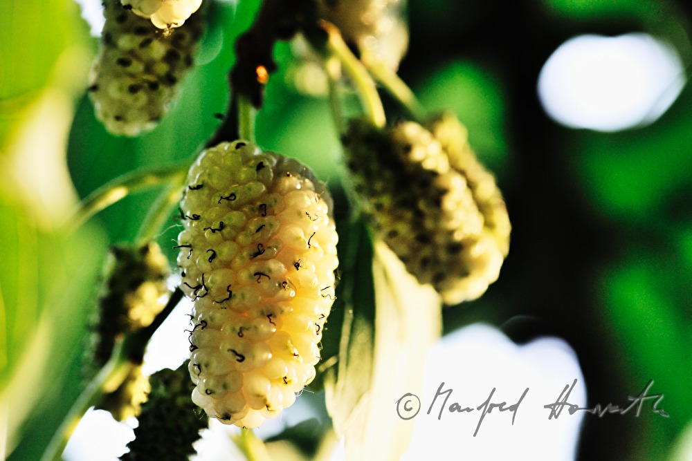 ripe white mulberries on a tree