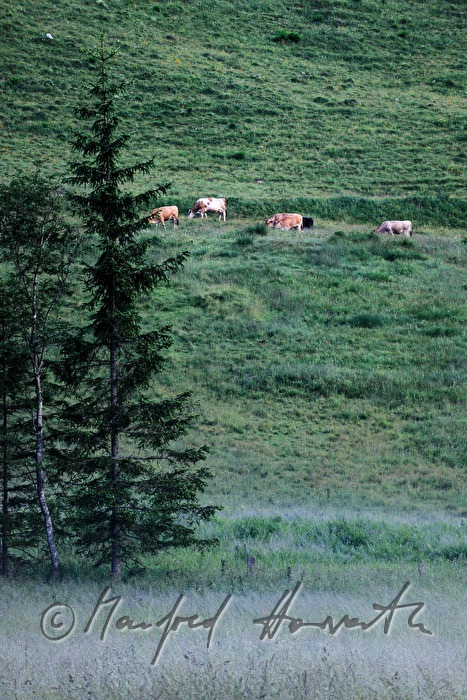 cows grazing in the morning mist