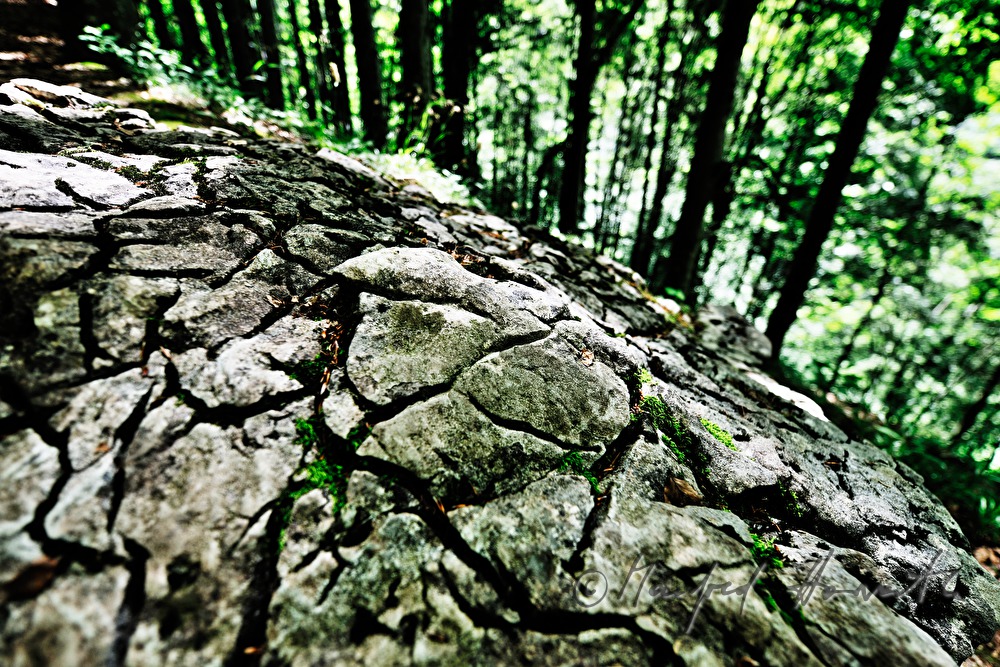 weather-beaten limestone in the forest