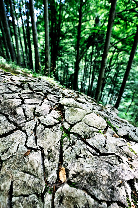 weather-beaten limestone in the forest