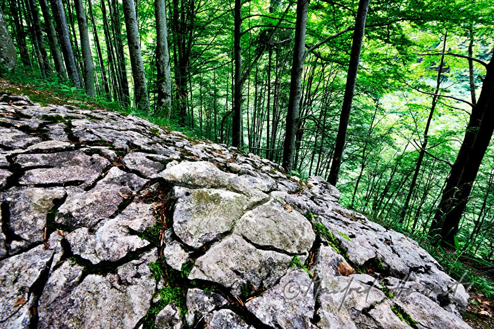 weather-beaten limestone in the forest