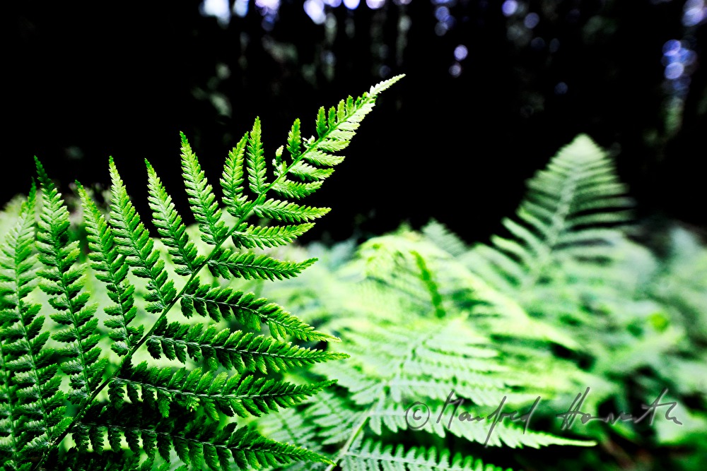 fern population on a forest glade