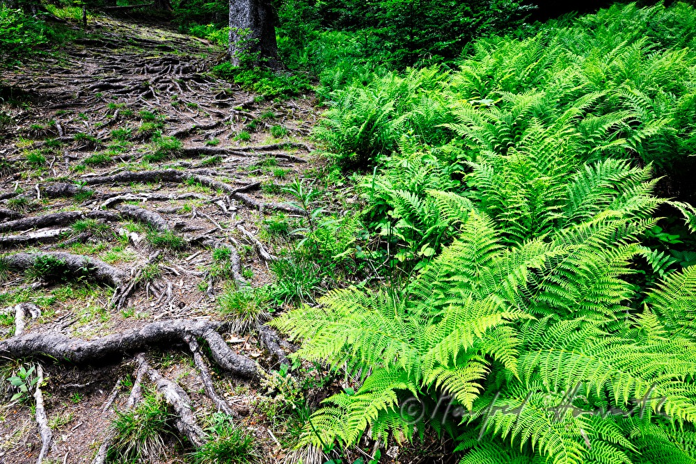 fern population and roots on a forest glade