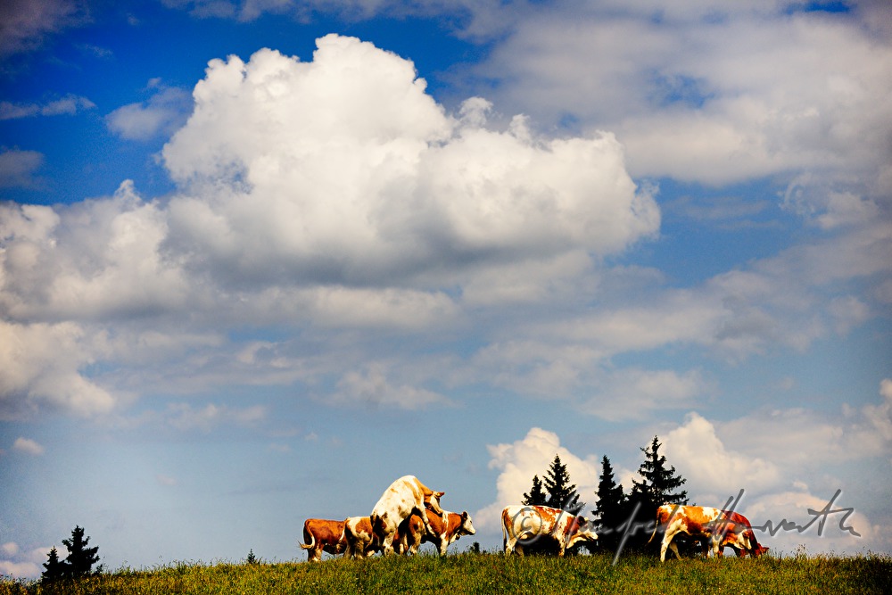herd of cows on a mountain ridge