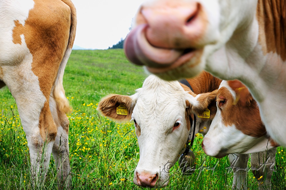 cows grazing on the meadow