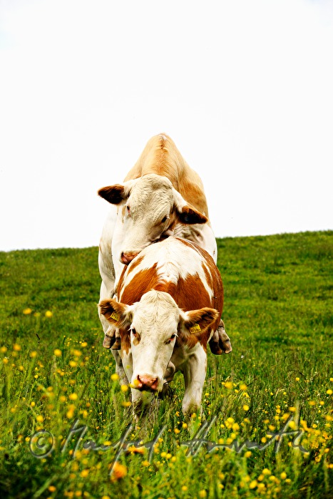cows playing on the meadow