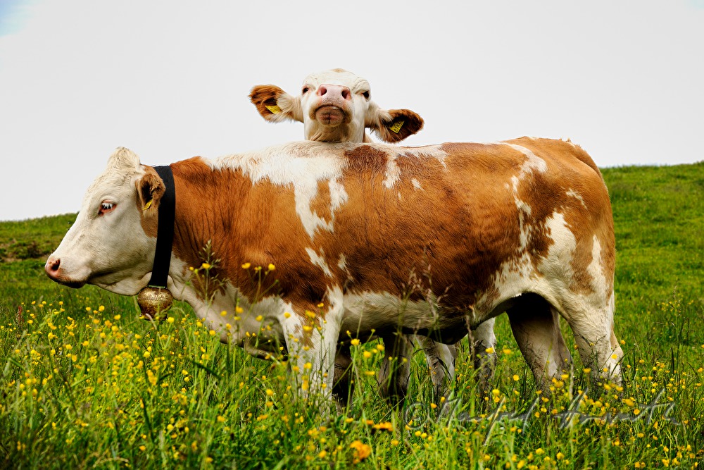 cows playing on the meadow