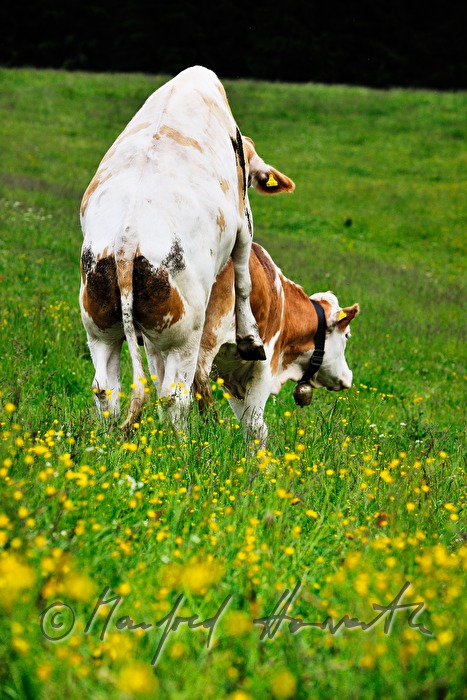 cows playing on the meadow