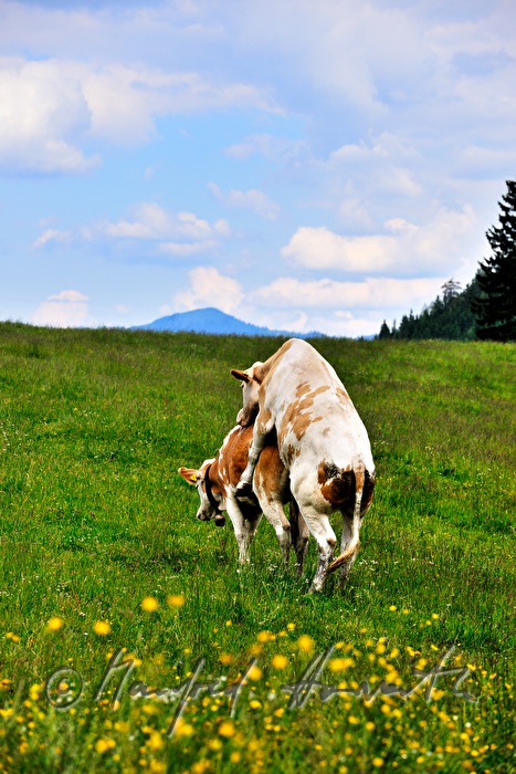 cows playing on the meadow