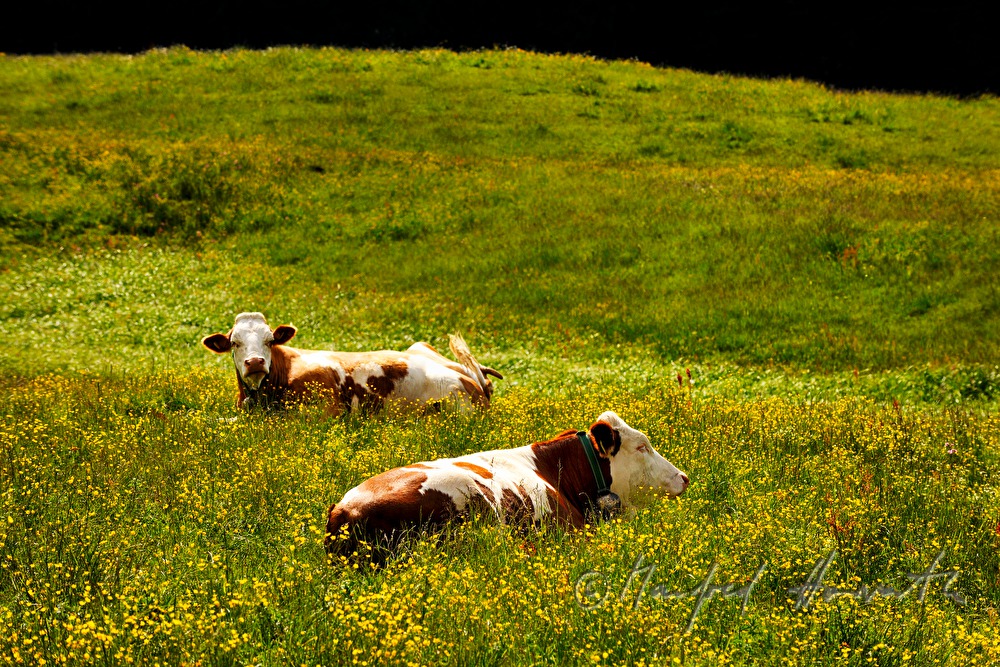 cows grazing on the meadow