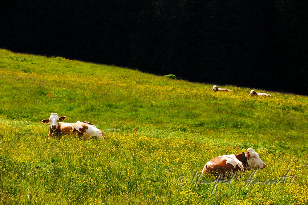 cows grazing on the meadow
