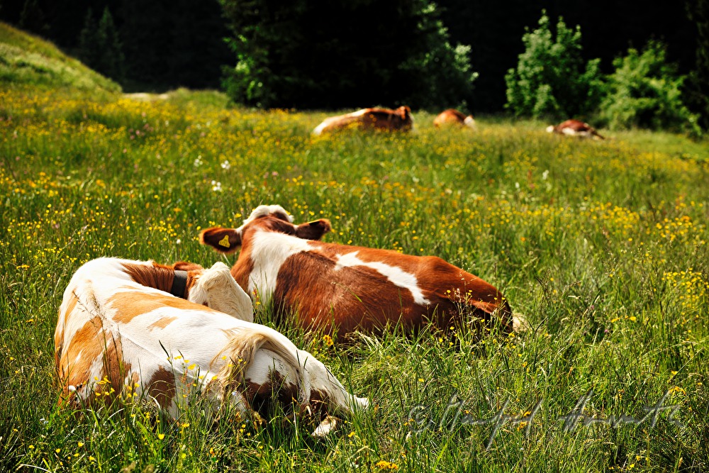 cows grazing on the meadow