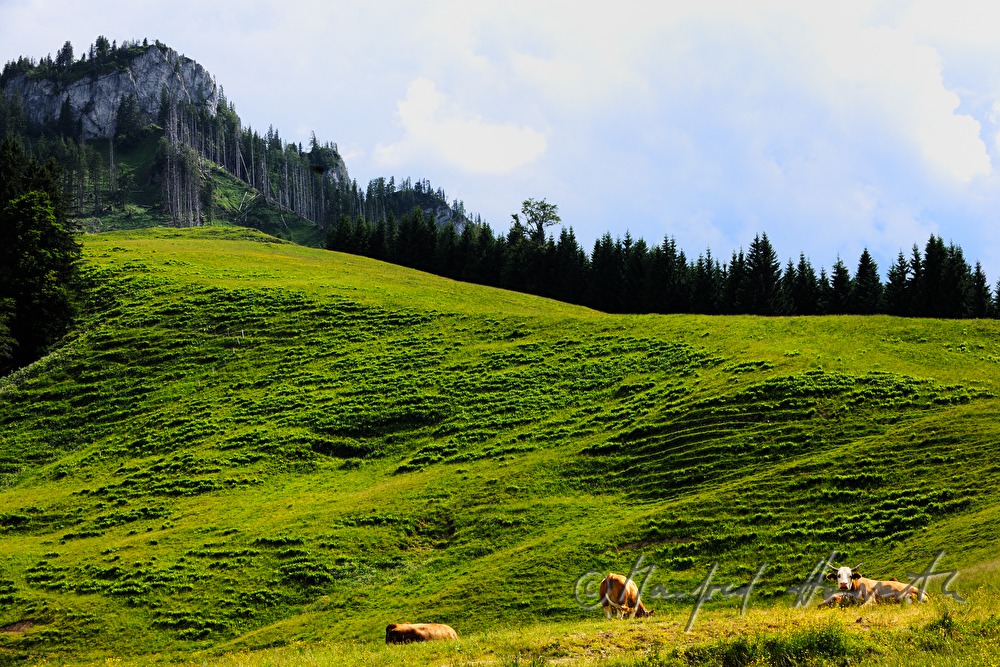 herd of cows on a mountain ridge