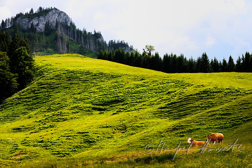 herd of cows on a mountain ridge