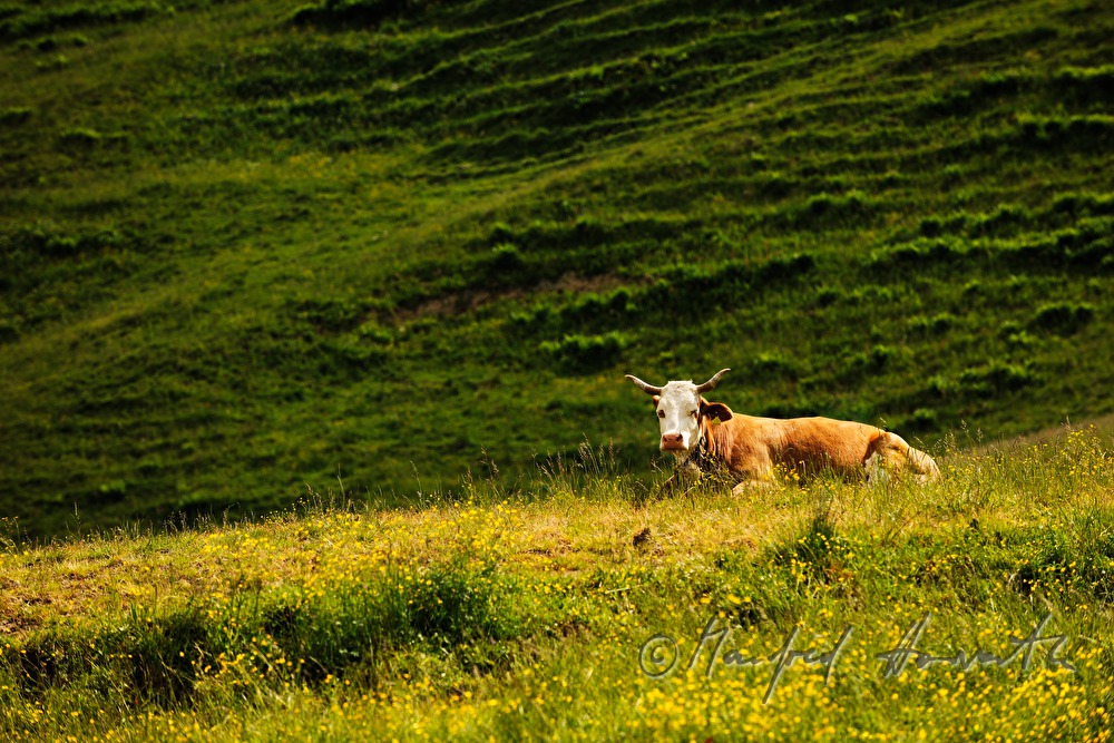 cow grazing on the meadow