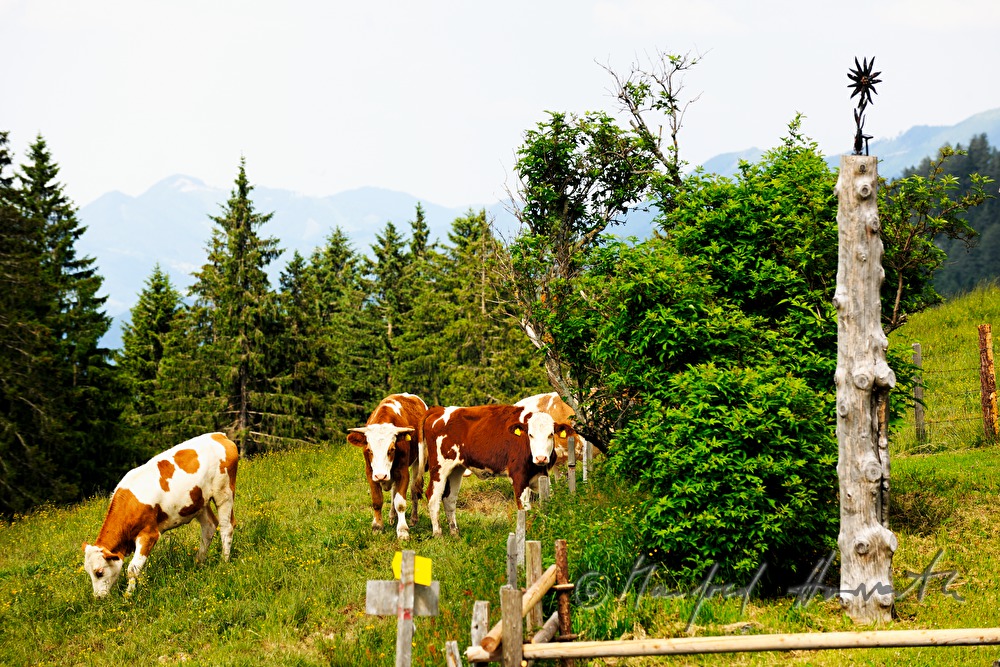 cows and wooden sculpture on the meadow