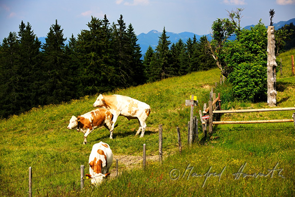 cows and wooden sculpture on the meadow