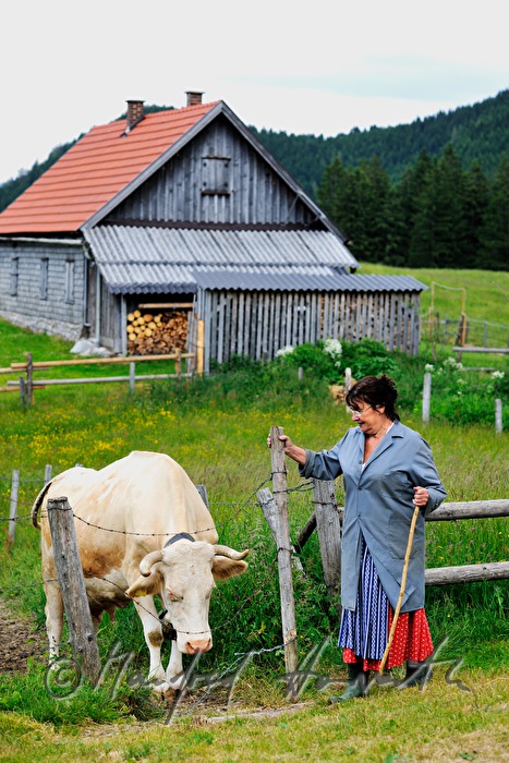 dairymaid and cow near the pasture fence
