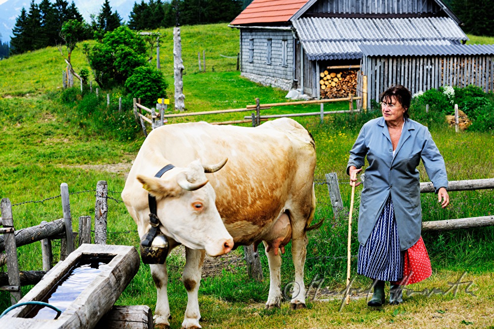 dairymaid and cow near the pasture fence