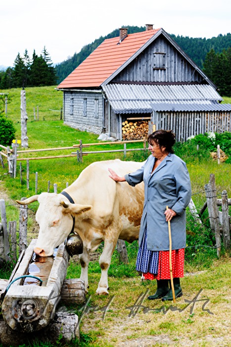 dairymaid and cow near the watering place