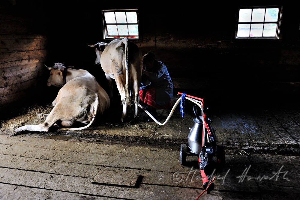 dairymaid milks a cow in the barn