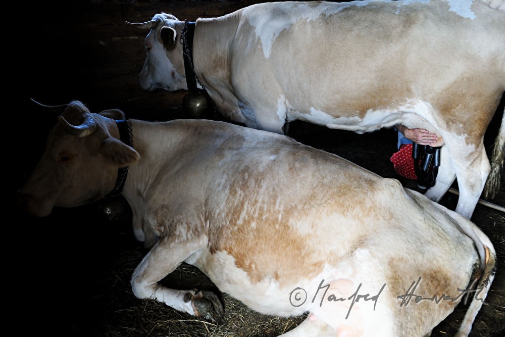 dairymaid milks a cow in the barn
