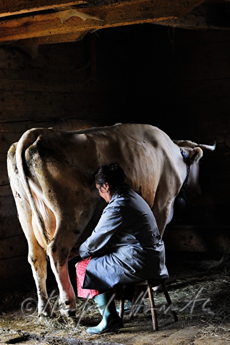 dairymaid milks a cow in the barn