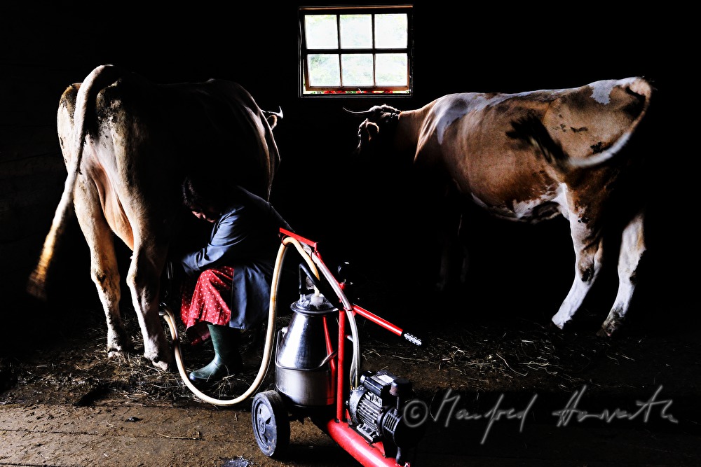 dairymaid milks a cow in the barn