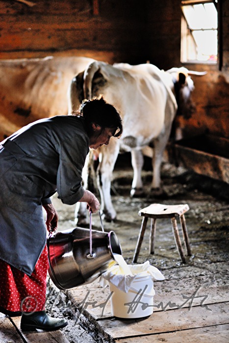 dairymaid milks a cow in the barn