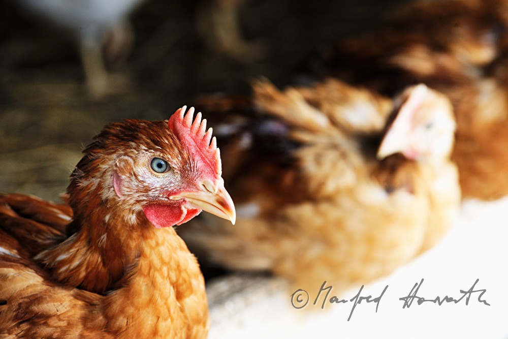 five weeks old chickens for fattening in the barn