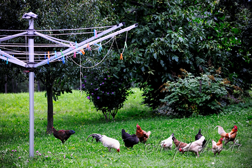 free range hen in the garden